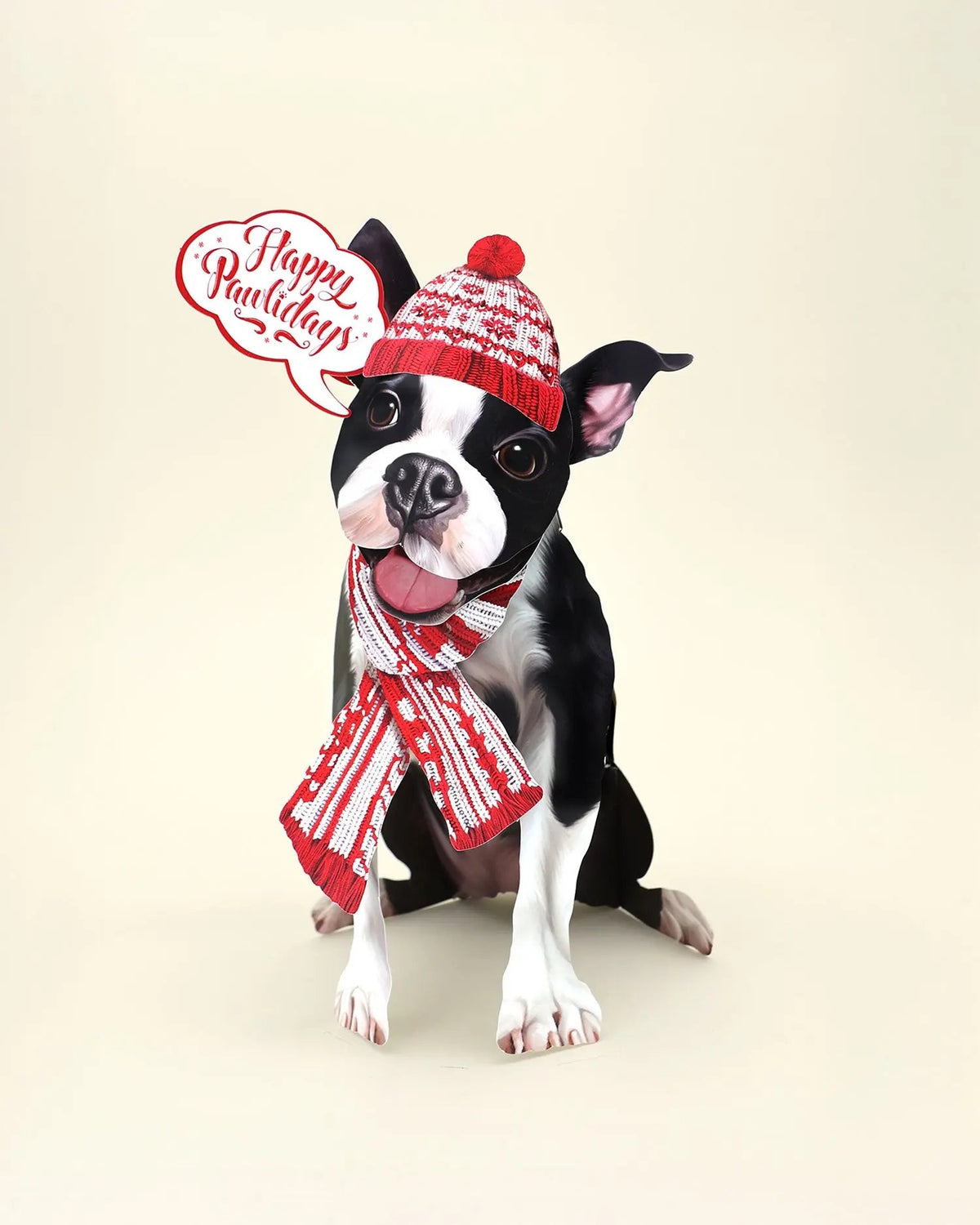 Holiday Boston Terrier