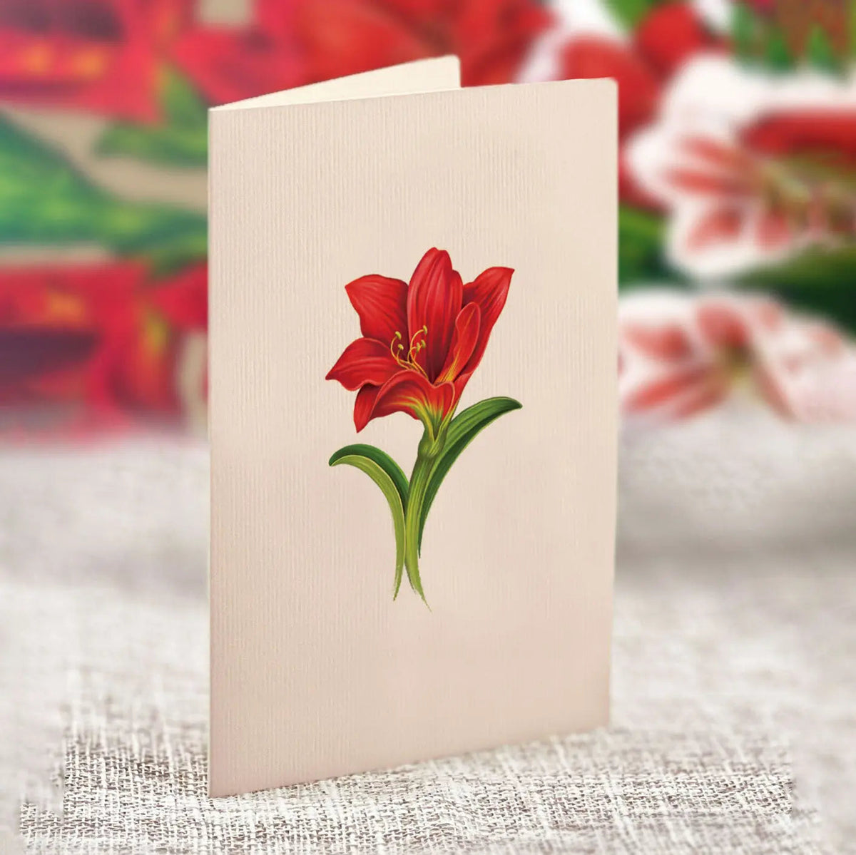 Mini Christmas Scarlet Amaryllis
