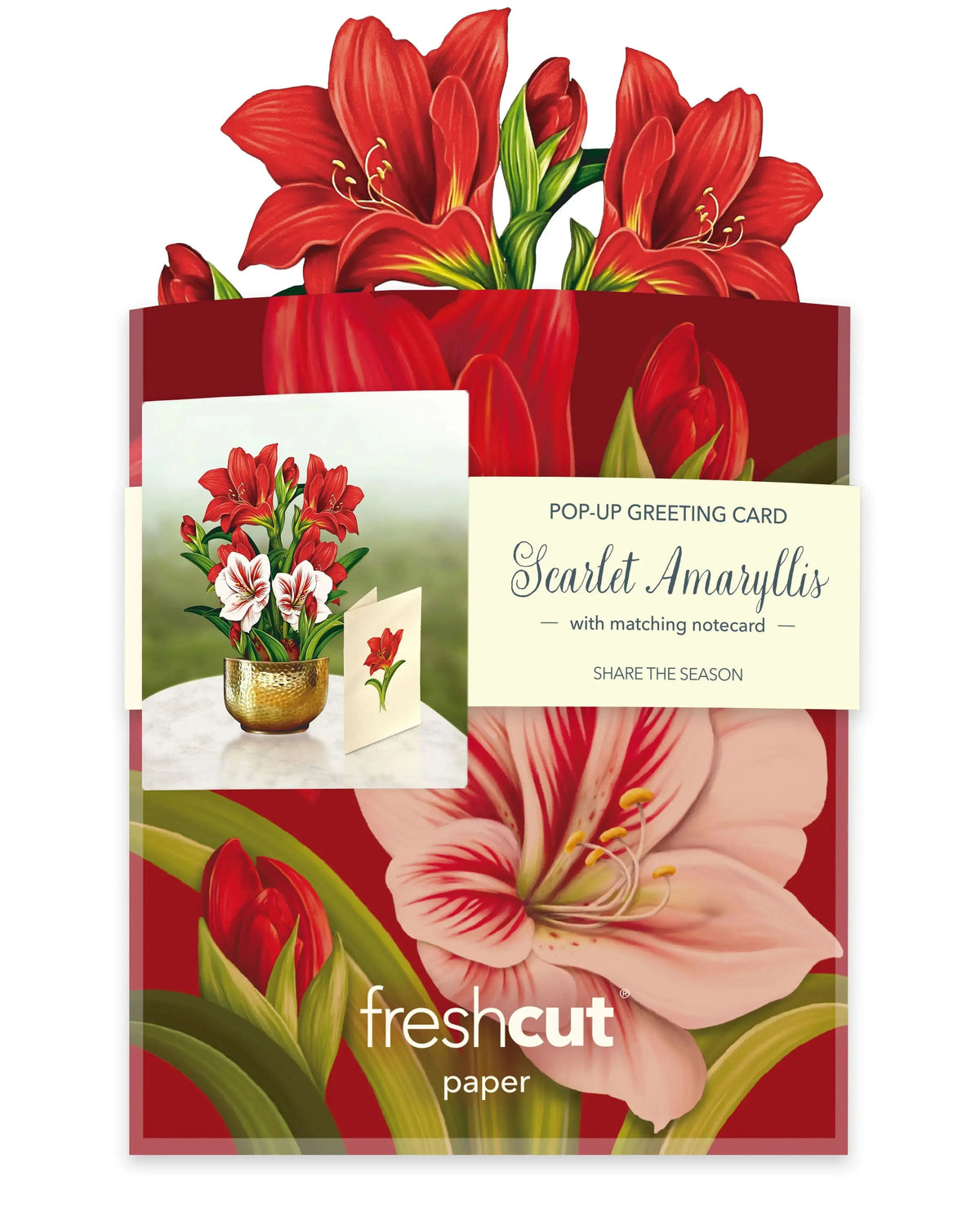 Mini Christmas Scarlet Amaryllis