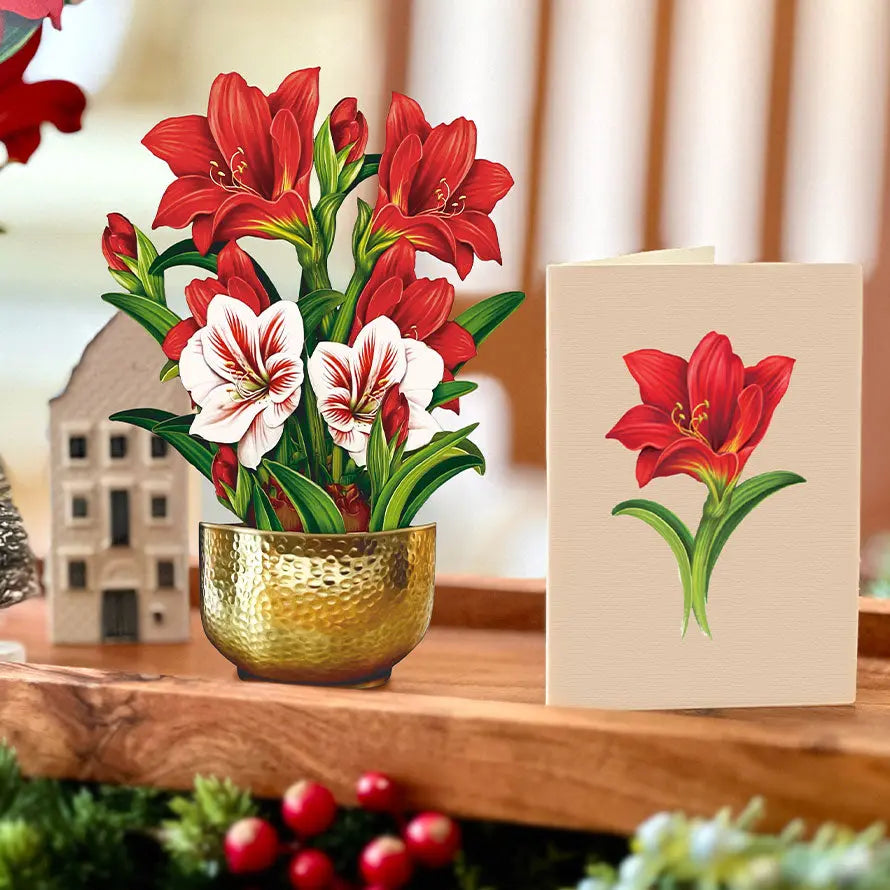 Mini Christmas Scarlet Amaryllis