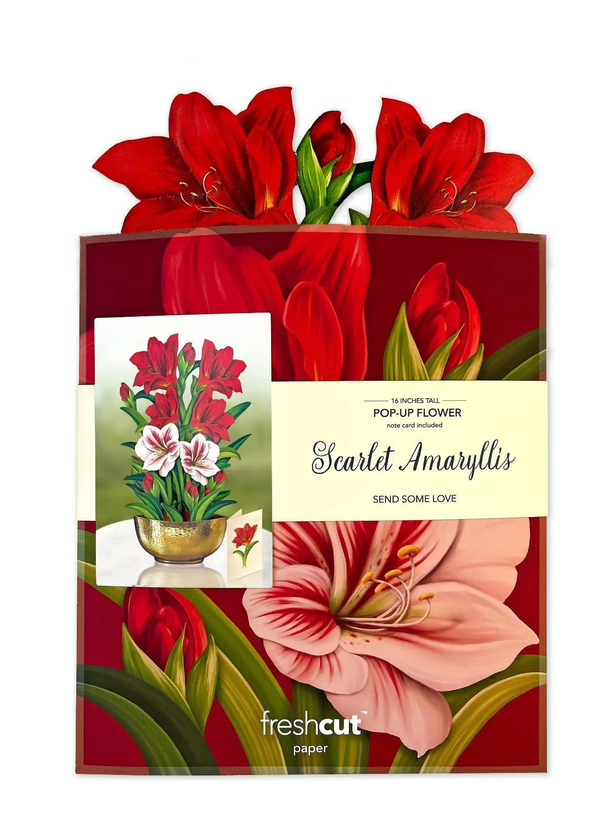 Christmas Scarlet Amaryllis
