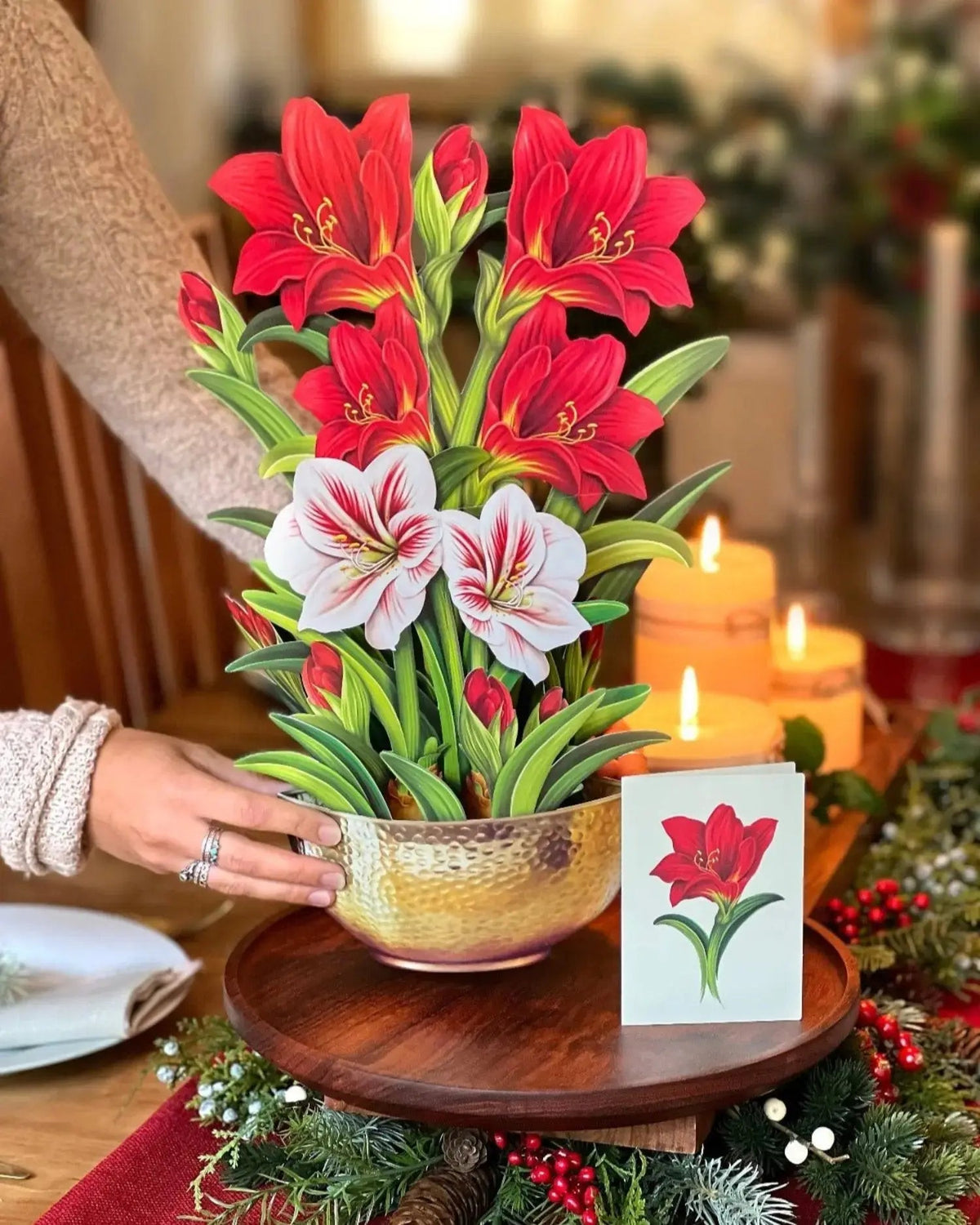 Christmas Scarlet Amaryllis